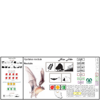 گونه خفاش جنگلی معمولی  Noctule